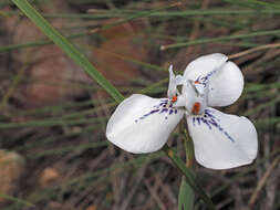 Image of Moraea longiaristata Goldblatt