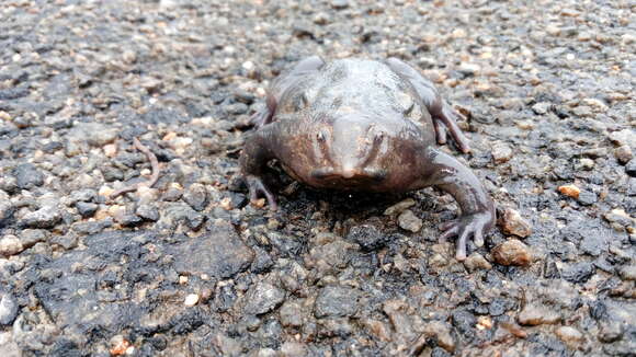 Image of Purple Ghats Frogs