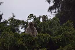 Image of Rhesus Monkey