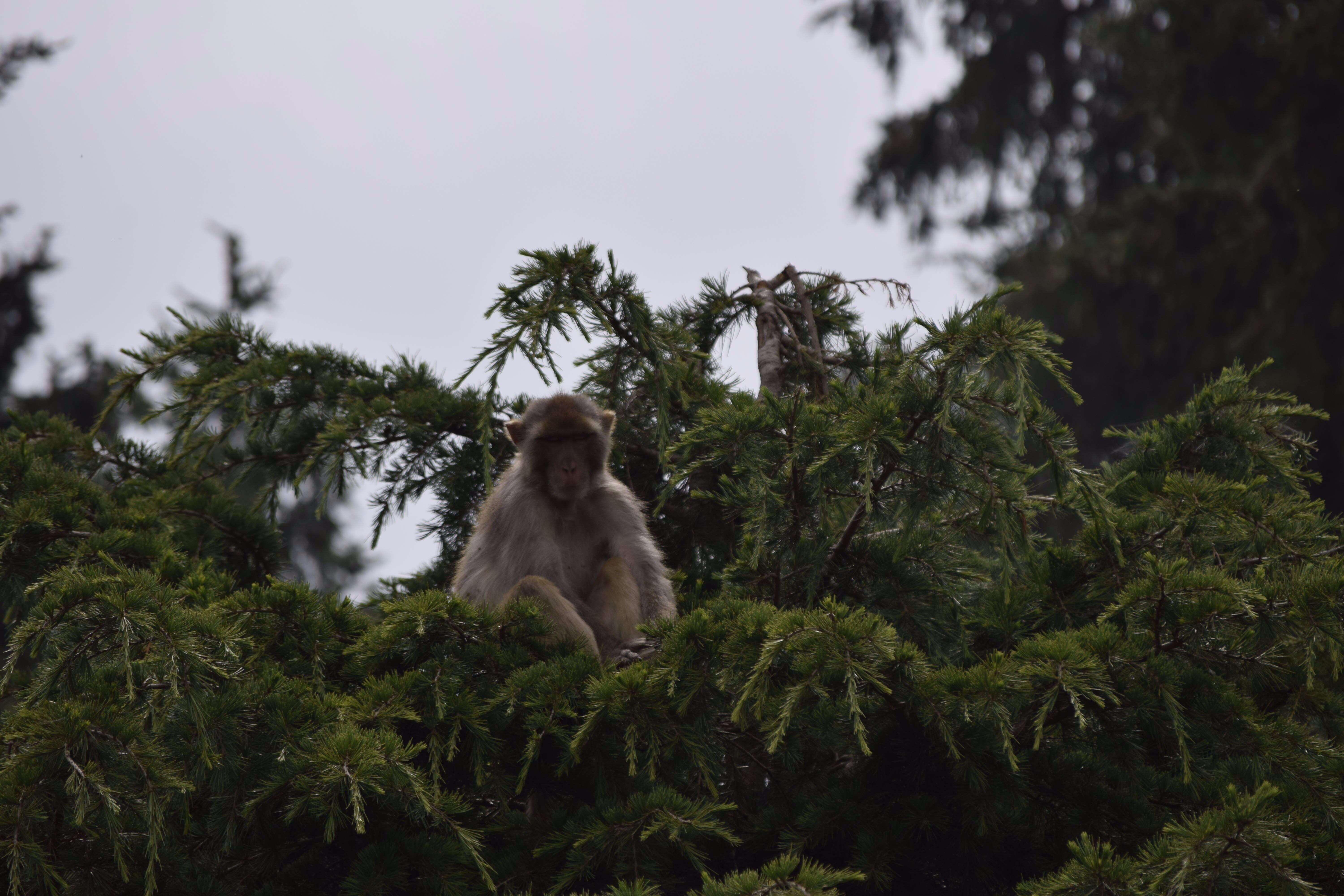 Image of Rhesus Monkey