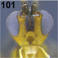 Image of <i>Aleiodes shakirae</i>