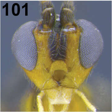 Image of <i>Aleiodes shakirae</i>