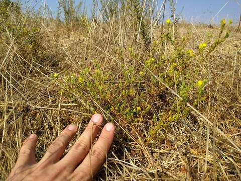 Image of threeray tarweed