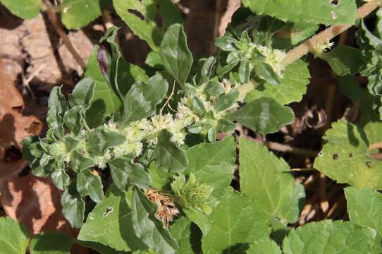 Image of tropical amaranth