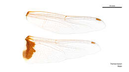 Image of Common Glider