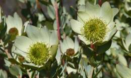 Image de Leucadendron roodii Bolus