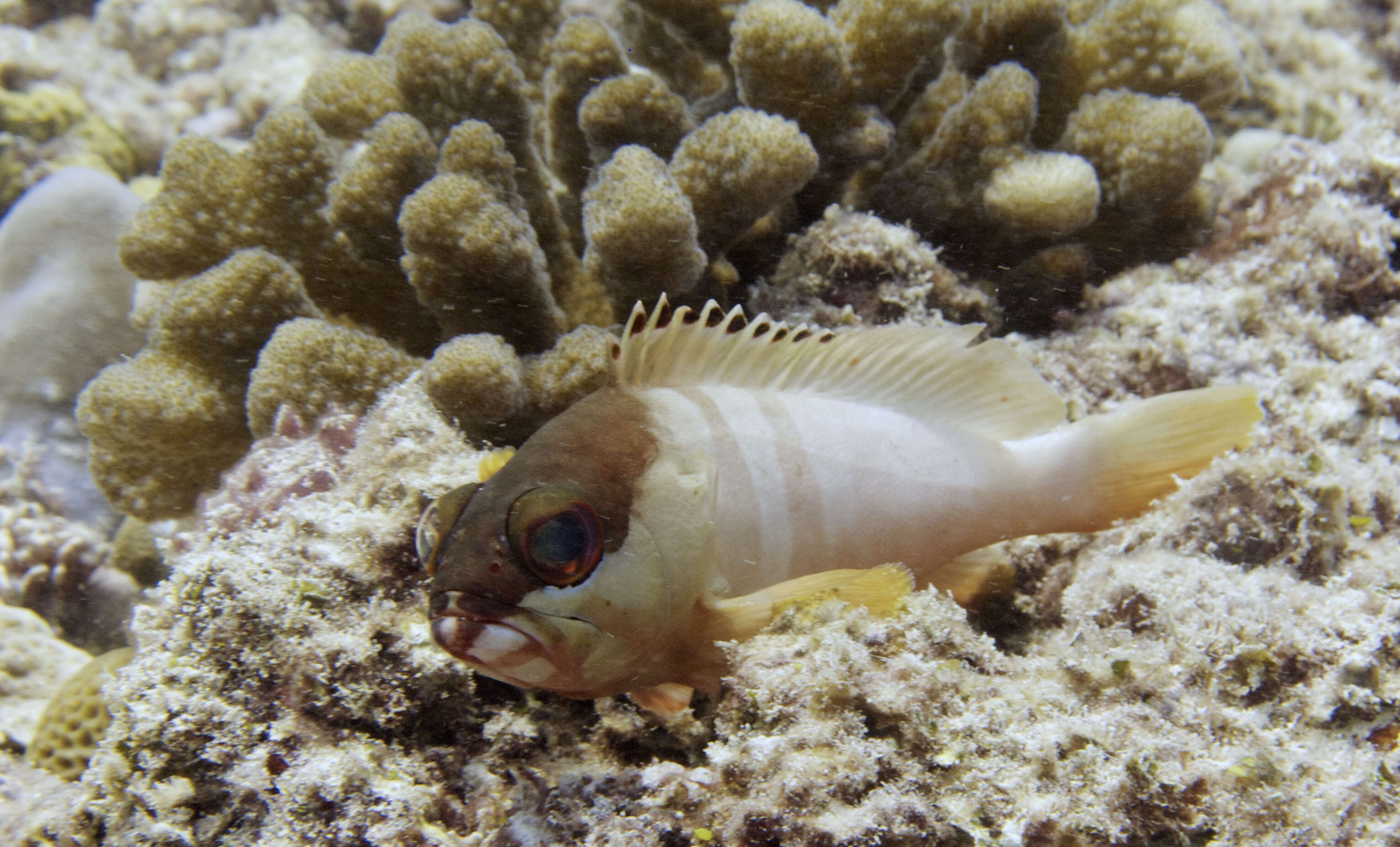 Image of Banded Reed Cod