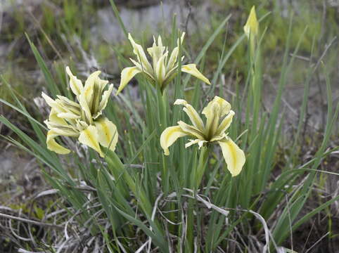 Image of Grant Duff's Iris