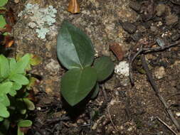 Image of Ceropegia linearis subsp. linearis