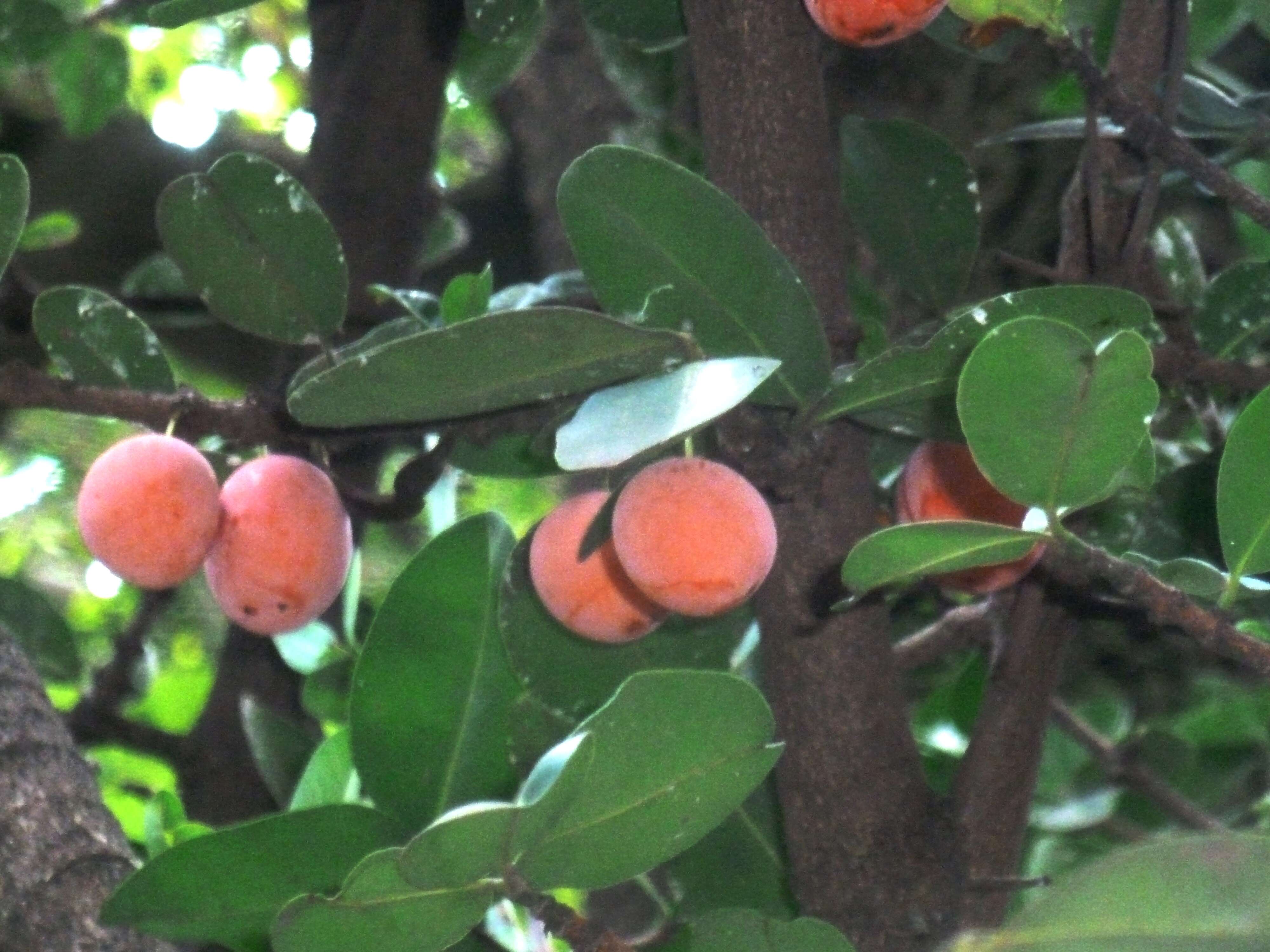 Image of African Mangosteen