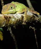 Image of Anolis kunayalae Hulebak, Poe, Ibáñez & Williams 2007