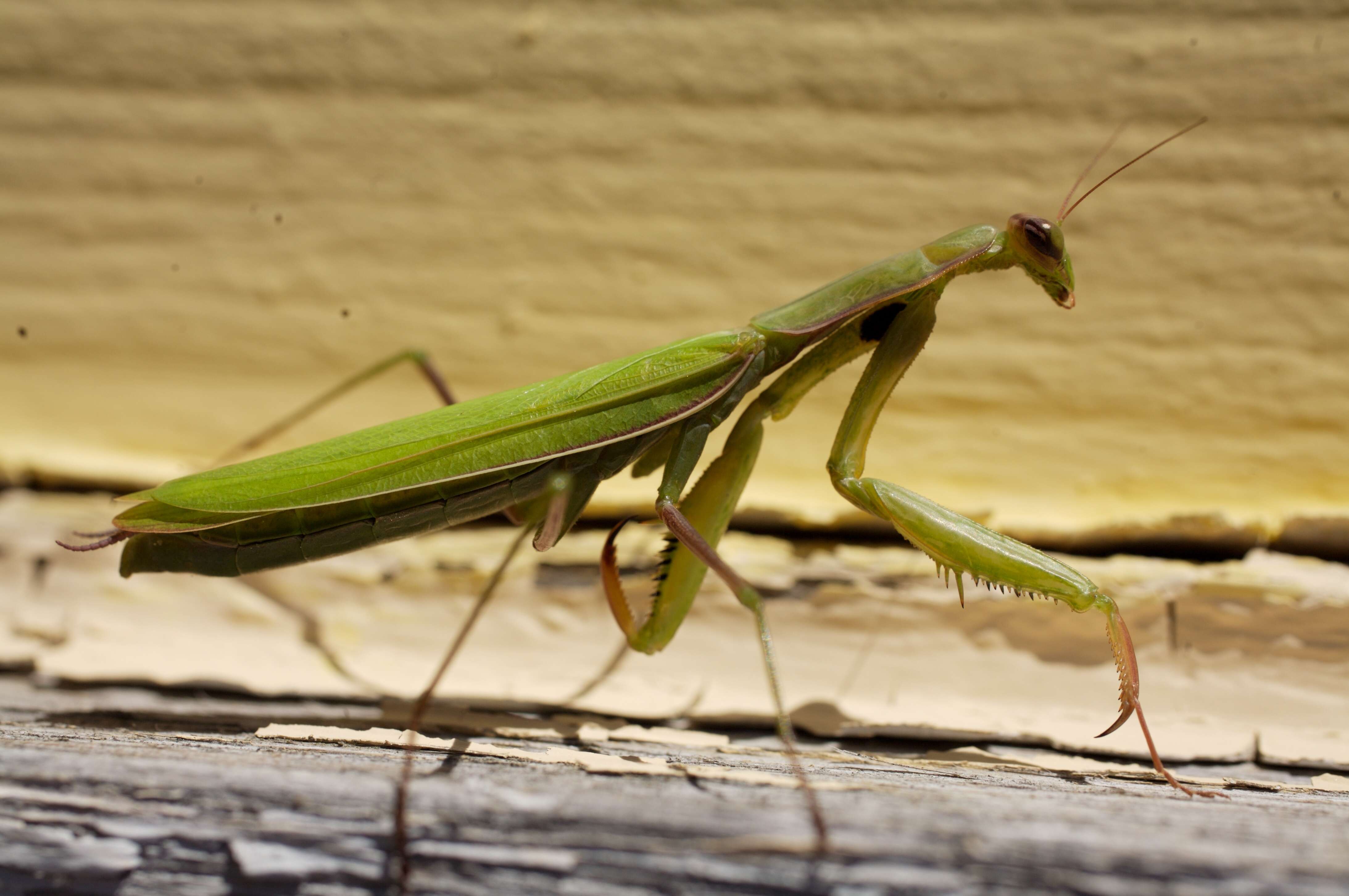 Image of Mantis