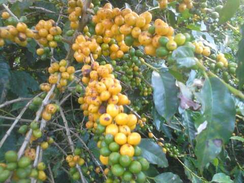 Coffea arabica L. resmi