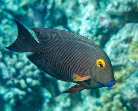 صورة Ctenochaetus strigosus (Bennett 1828)