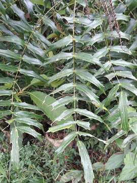 Berberis oiwakensis (Hayata) J. E. Laferriere的圖片