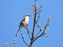 Image of Iberian Grey Shrike