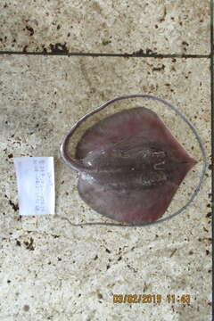 Image of Bleeker&#39;s whipray