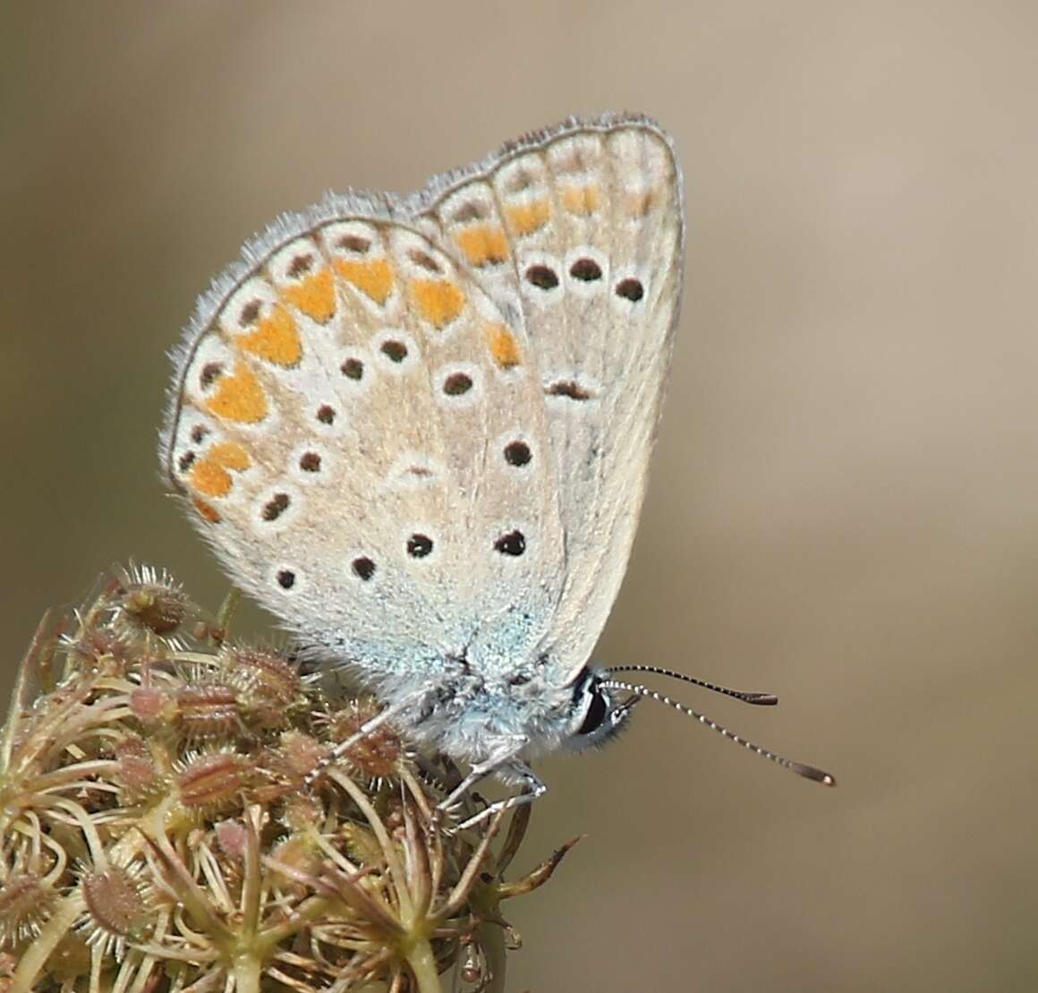 Image of Polyommatus thersites (Cantener 1835)