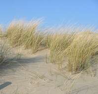 Image of European beachgrass