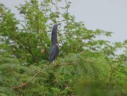 Image of Dwarf Bittern