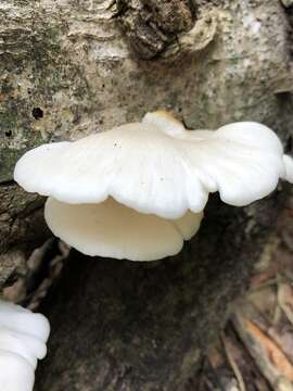 Image de Pleurotus albidus (Berk.) Pegler 1983