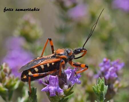 Plancia ëd Rhynocoris rubricus (Germar ex Ahrens 1816)