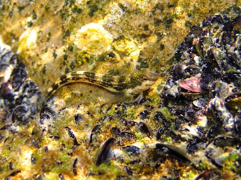 Image of Adriatic blenny