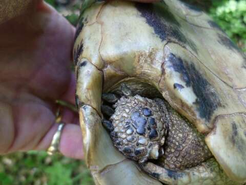 Image of Hermann’s Tortoise