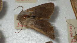 صورة Agrotis simplonia Geyer 1832