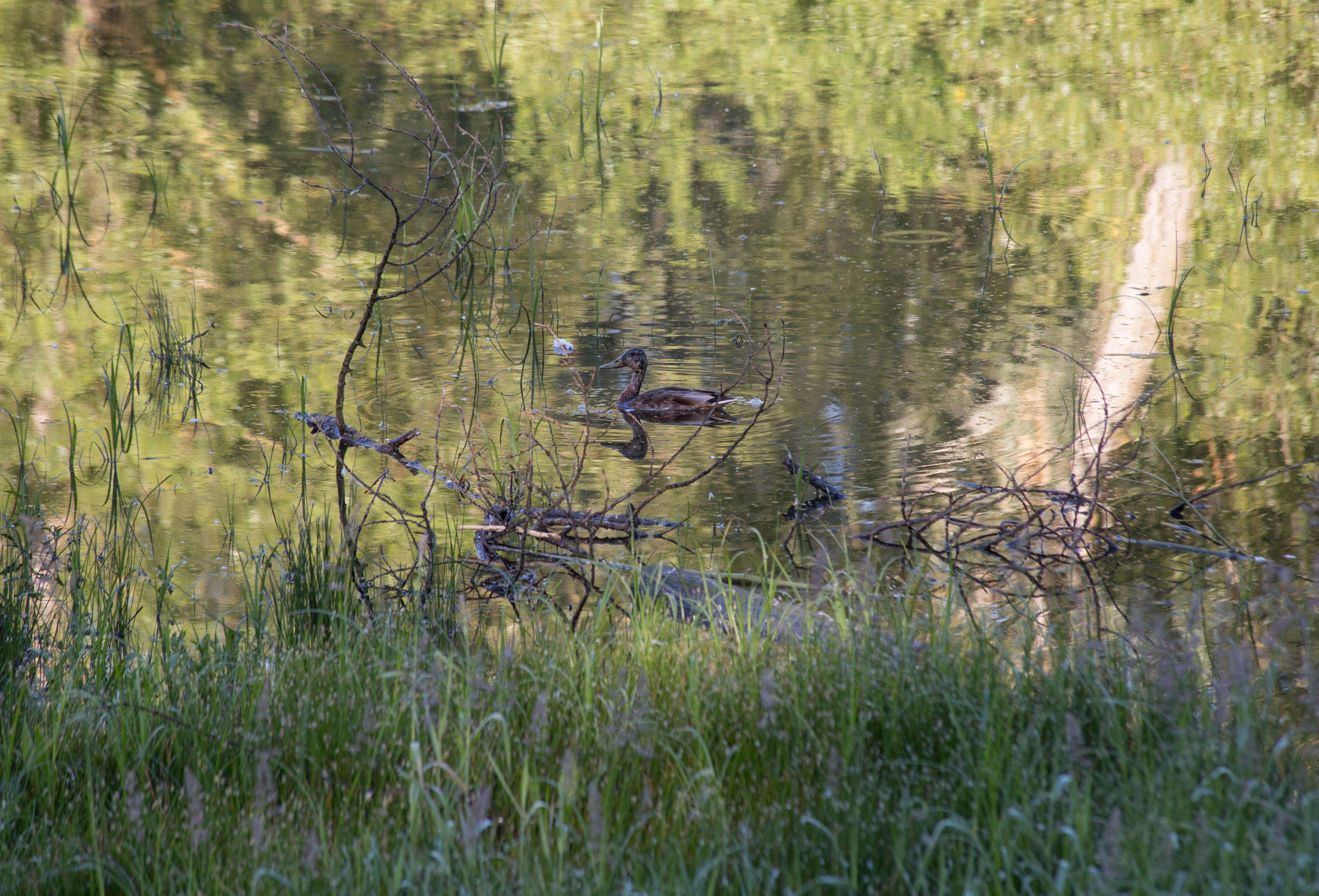 Image of Florida duck