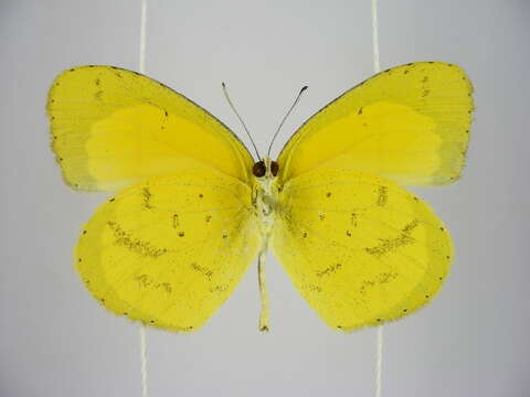 Слика од <i>Eurema <i>brigitta</i></i> brigitta