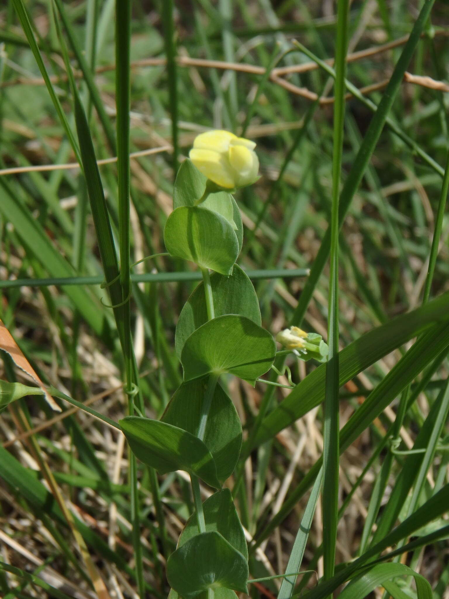 Image of yellow pea