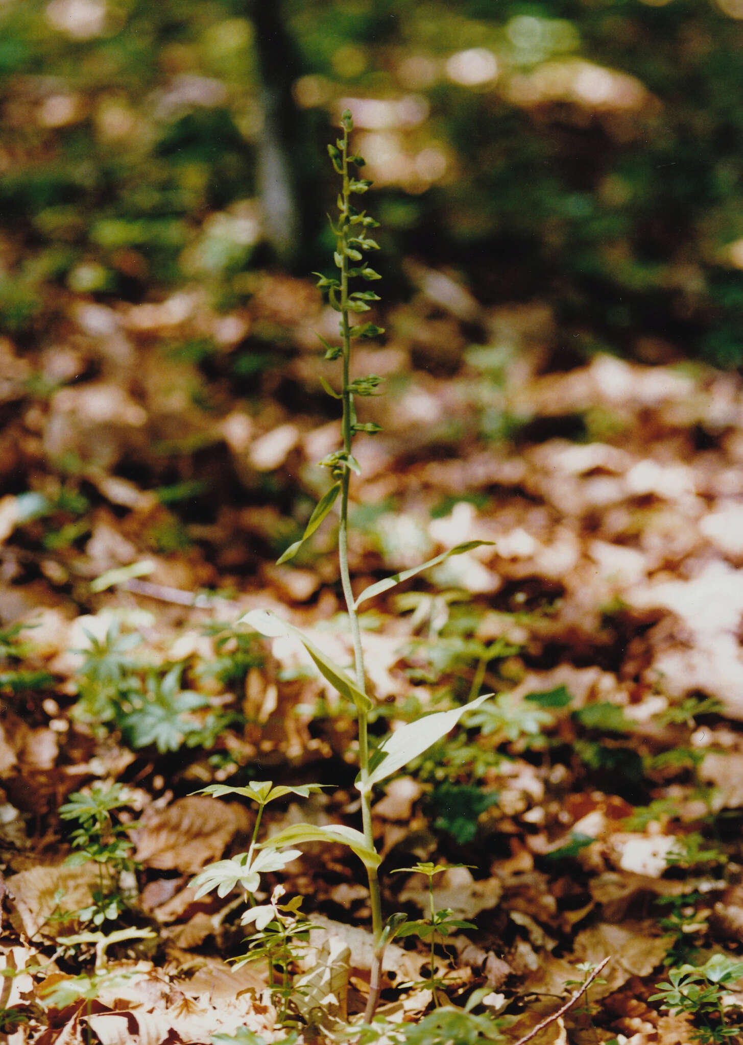 Image of Epipactis leptochila subsp. leptochila