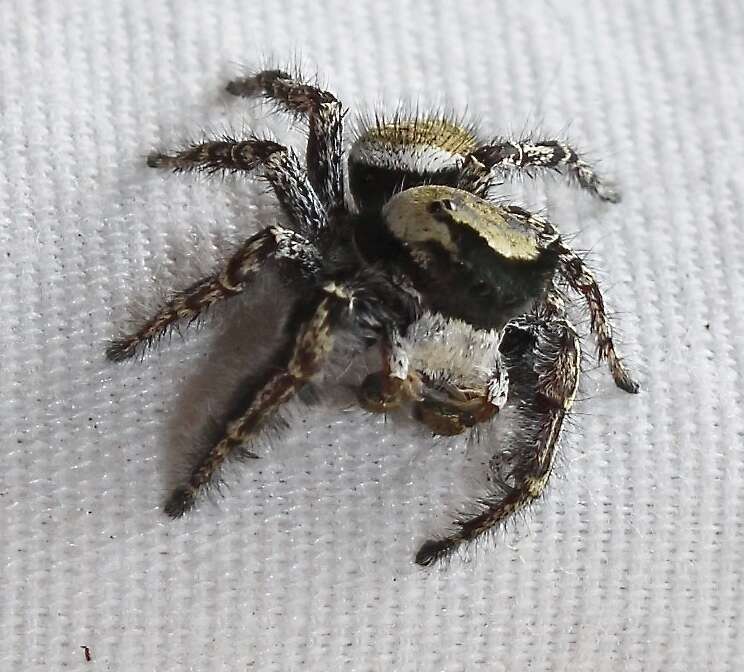 Imagem de Phidippus carolinensis Peckham & Peckham 1909