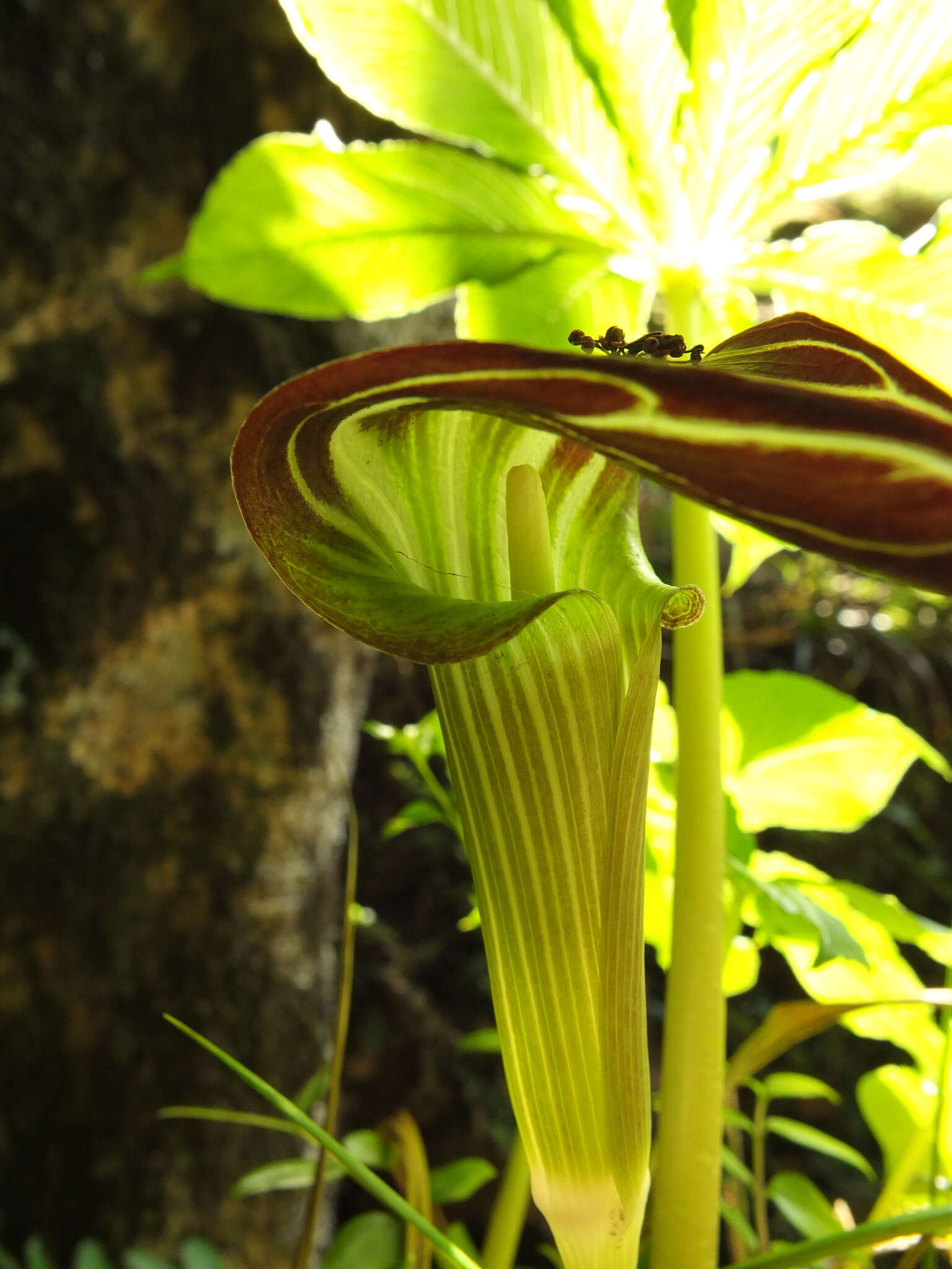 Image of Arisaema leschenaultii Blume