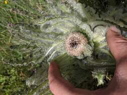 Image of Elk Thistle