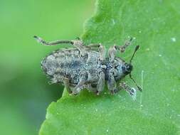 Image of Weevil