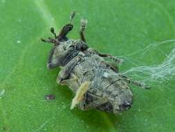 Image of Weevil