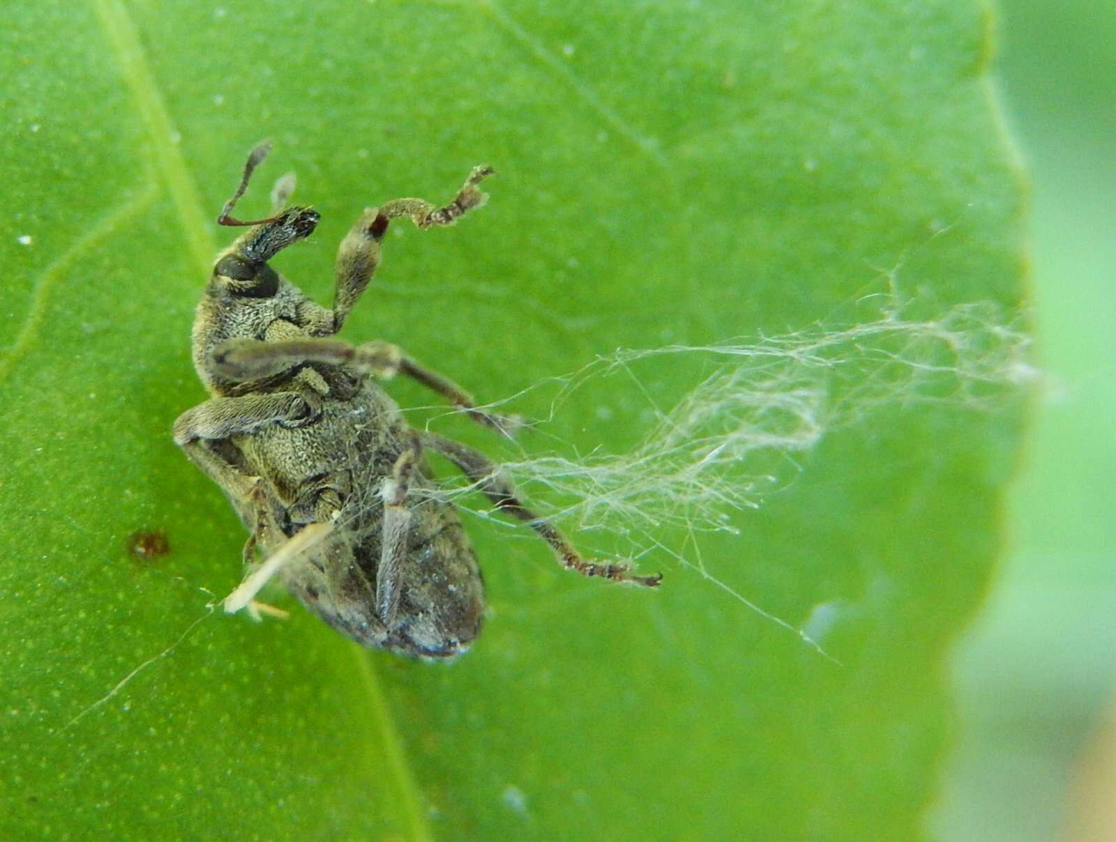 Rumex palustris Sm. resmi