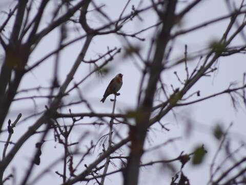 Imagem de Carduelis carduelis (Linnaeus 1758)