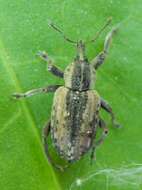 Image of Weevil