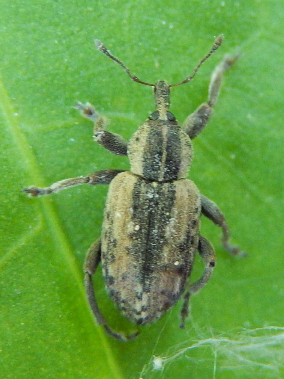 Image of Weevil