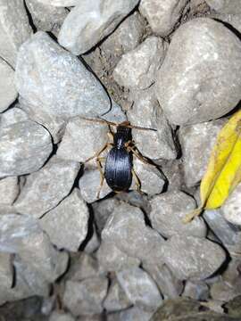 Image of Pheropsophus (Stenaptinus) emarginatus Chaudoir 1876