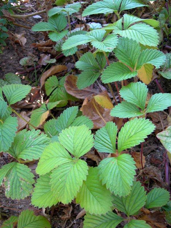 Image of Hautbois Strawberry