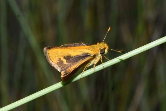 صورة Taractrocera papyria agraulia Hewitson 1868