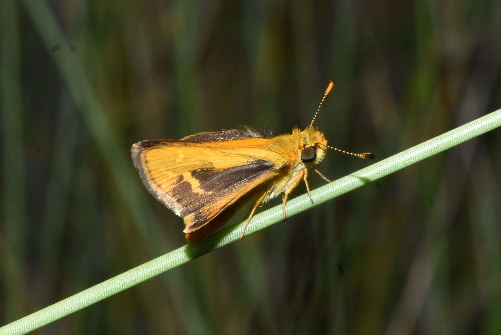 Image of Taractrocera papyria agraulia Hewitson 1868