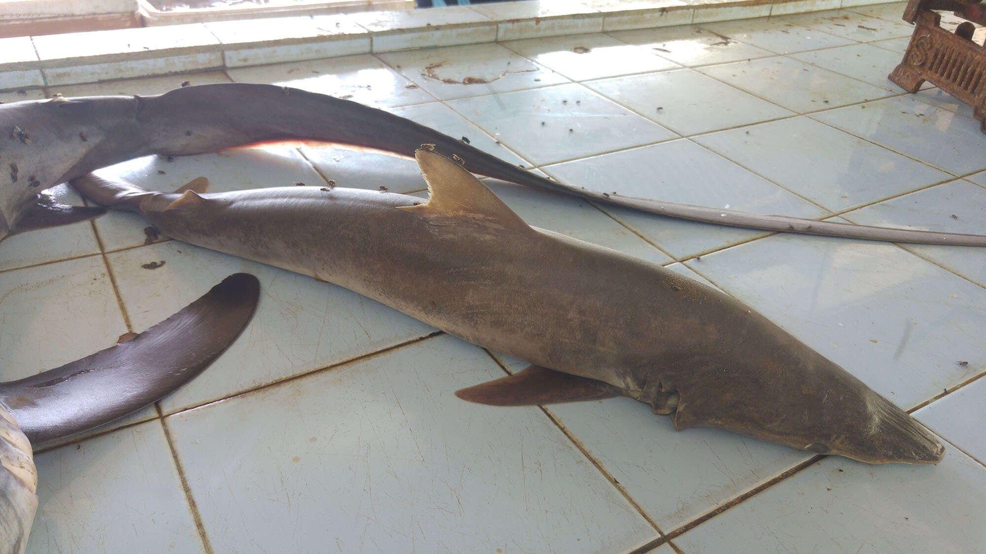 Image of Hardnose Shark