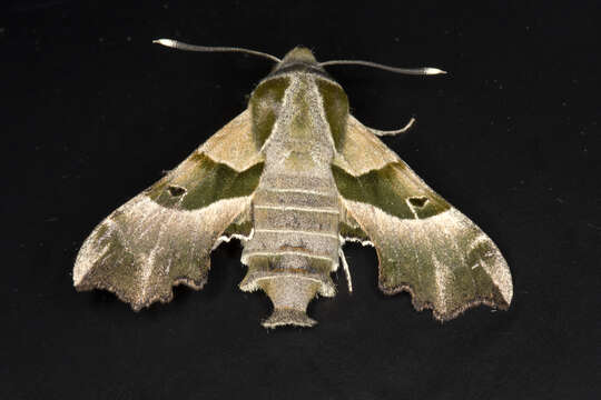 Proserpinus proserpina (Pallas 1772) resmi