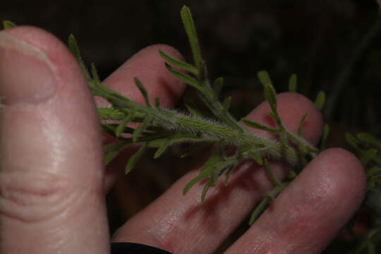 Image of Erigeron apiculatus Benth.