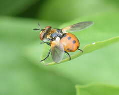 صورة Gymnosoma dolycoridis Dupuis 1961